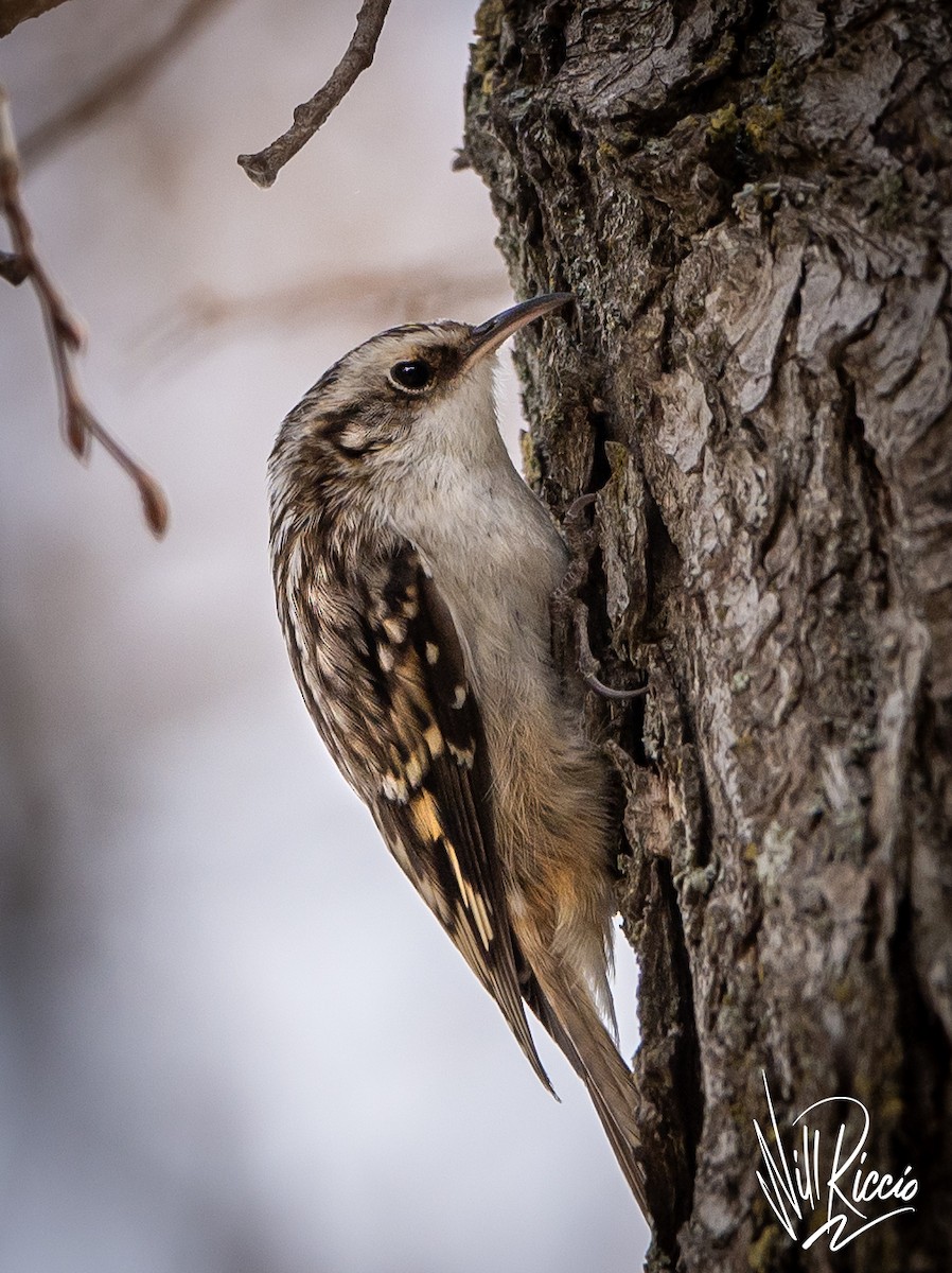 Brown Creeper - ML633523275