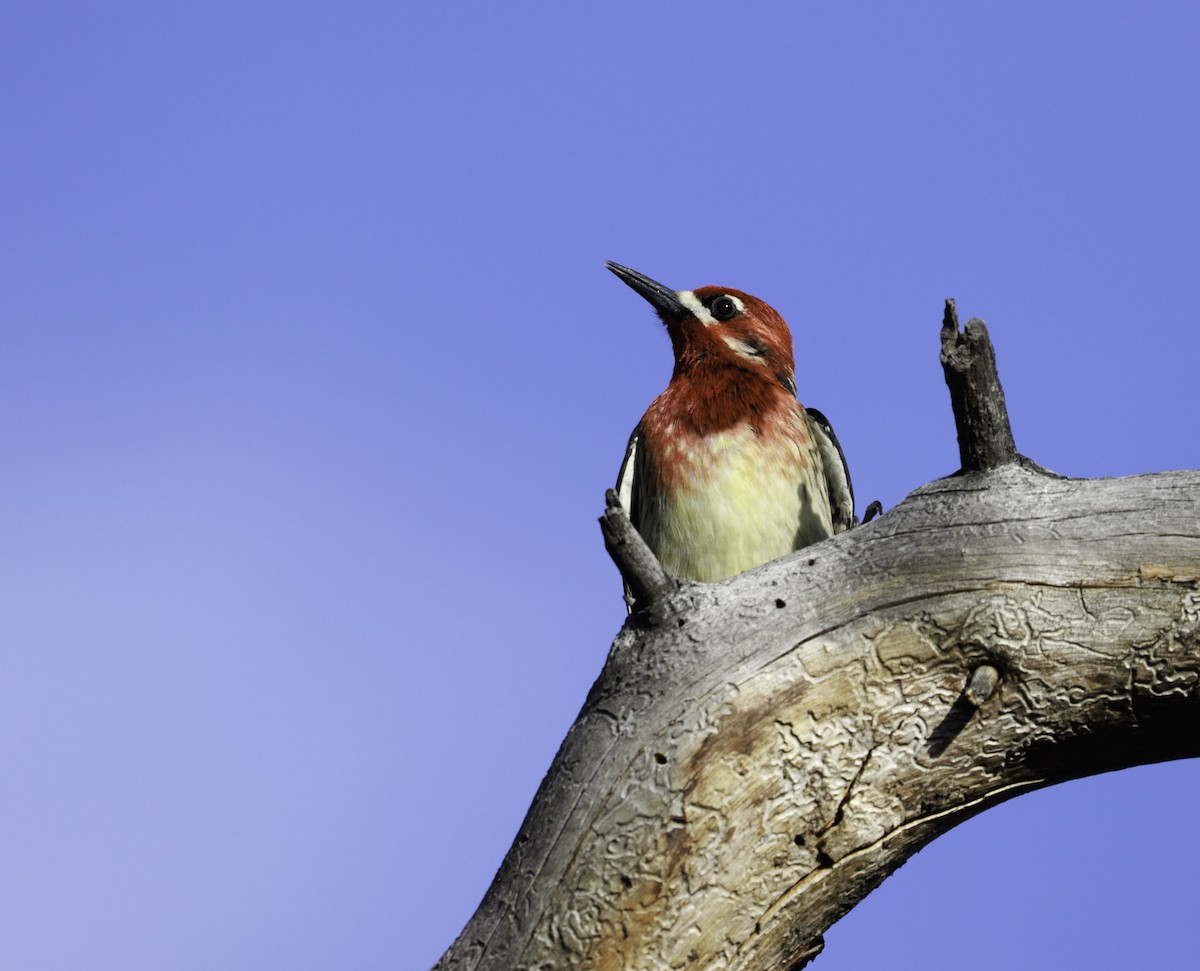 Red-breasted Sapsucker - ML633523422