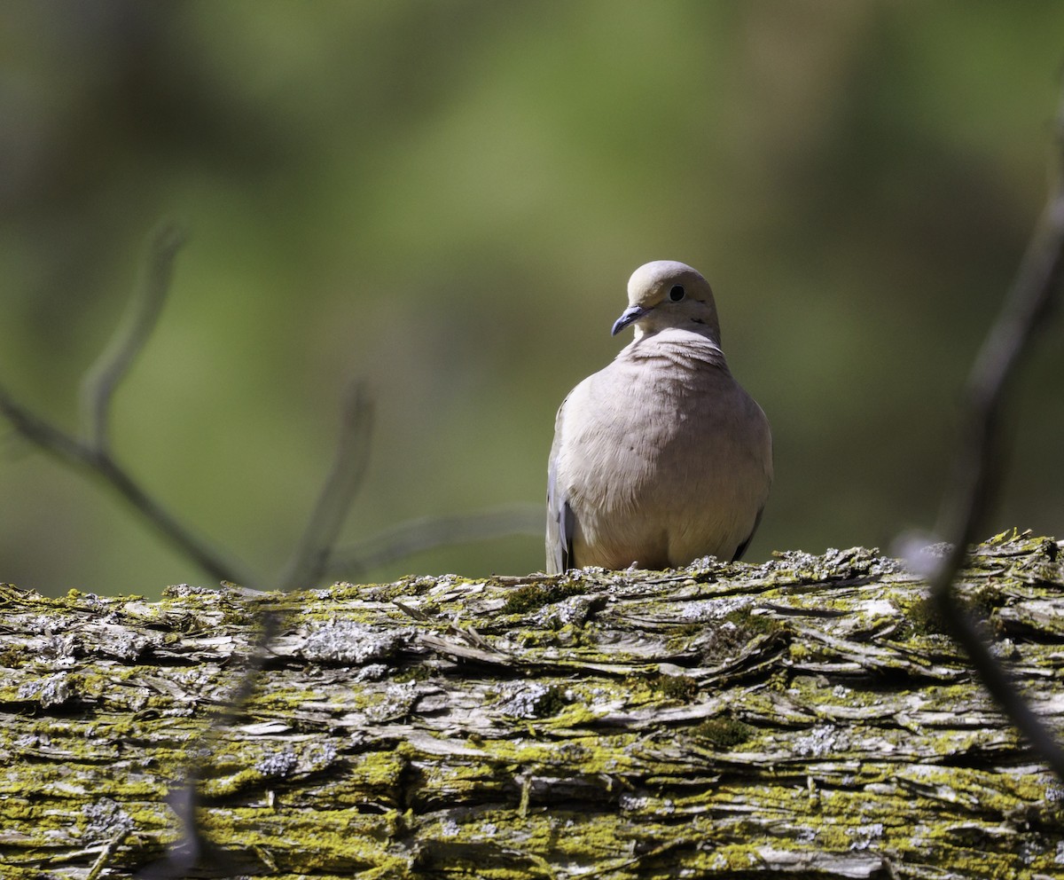 Mourning Dove - ML633523447