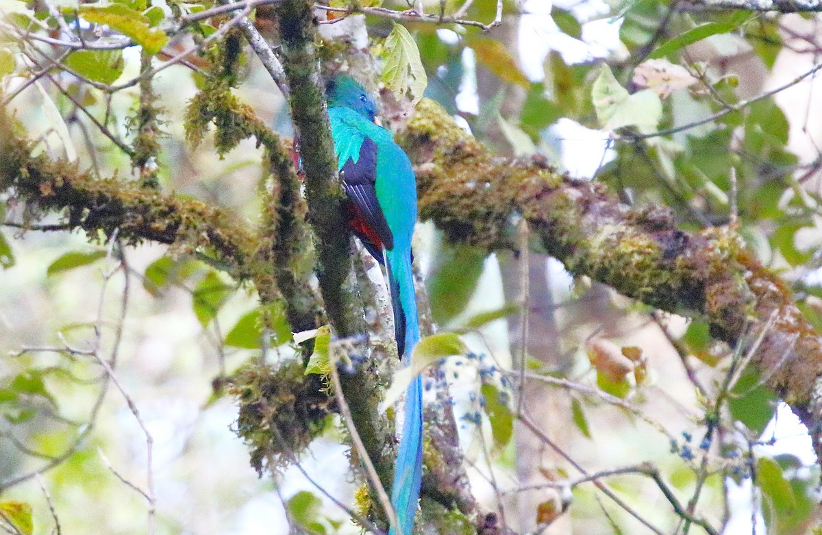 Resplendent Quetzal - walter sliva