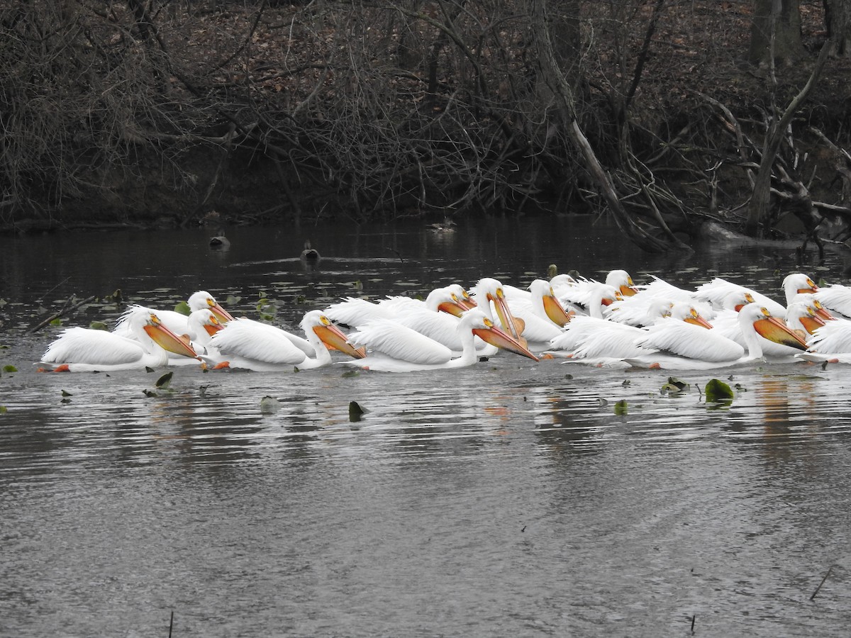 American White Pelican - ML633523543