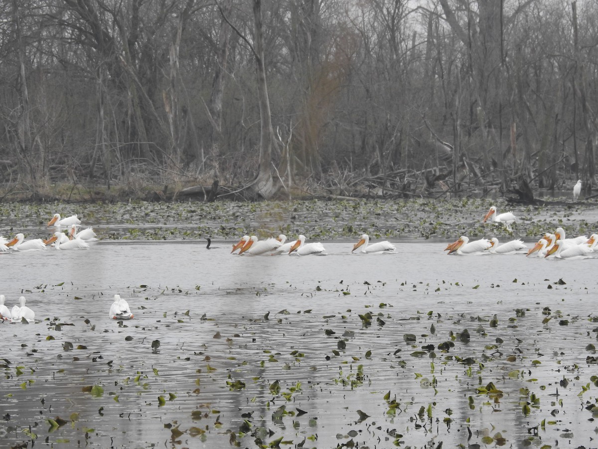 American White Pelican - ML633523551