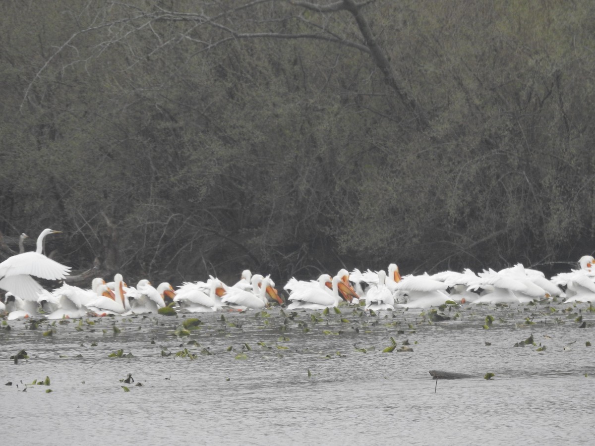 American White Pelican - ML633523566