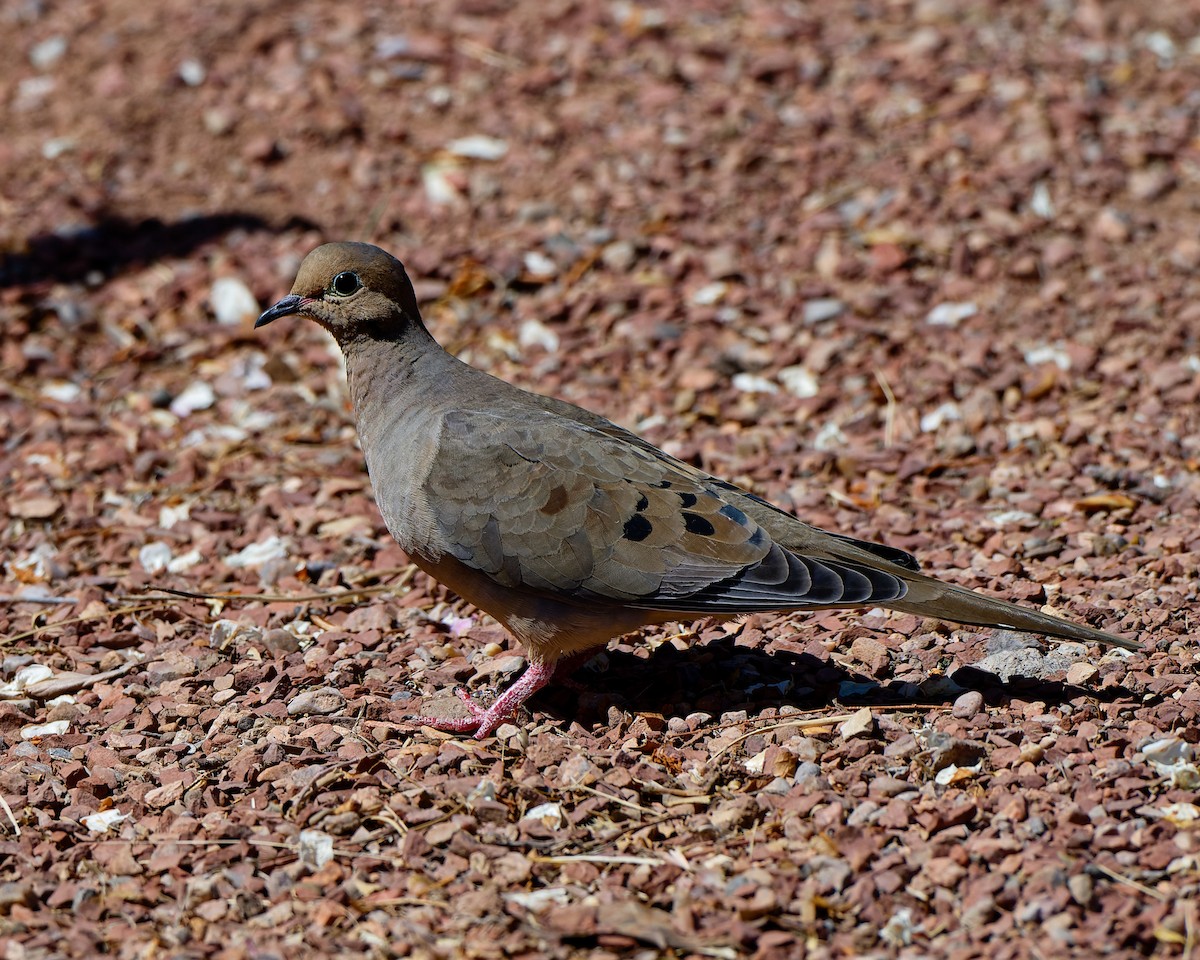 Mourning Dove - ML633523597