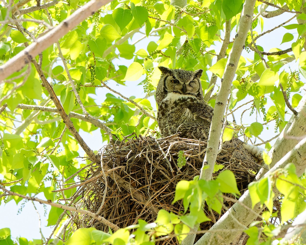 Great Horned Owl - ML633523604