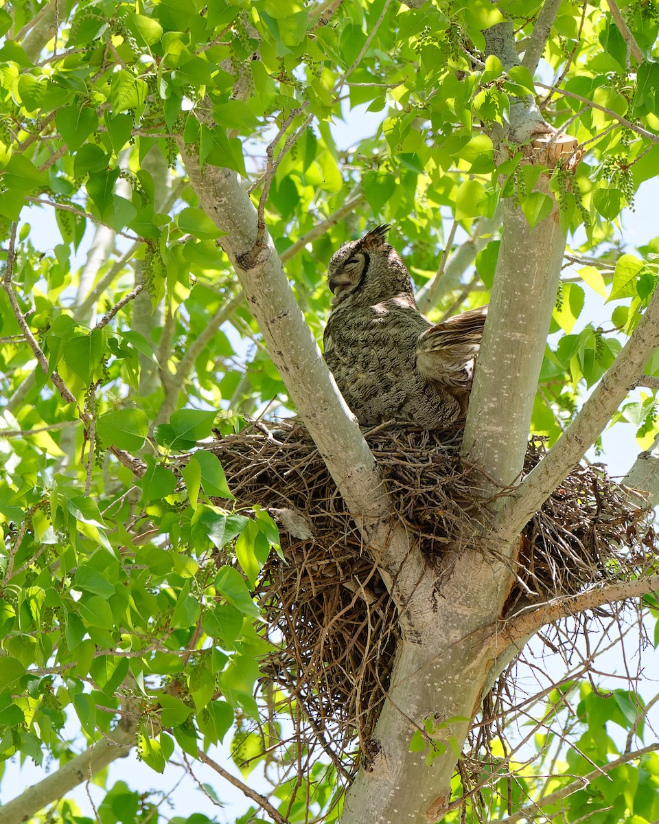 Great Horned Owl - ML633523605
