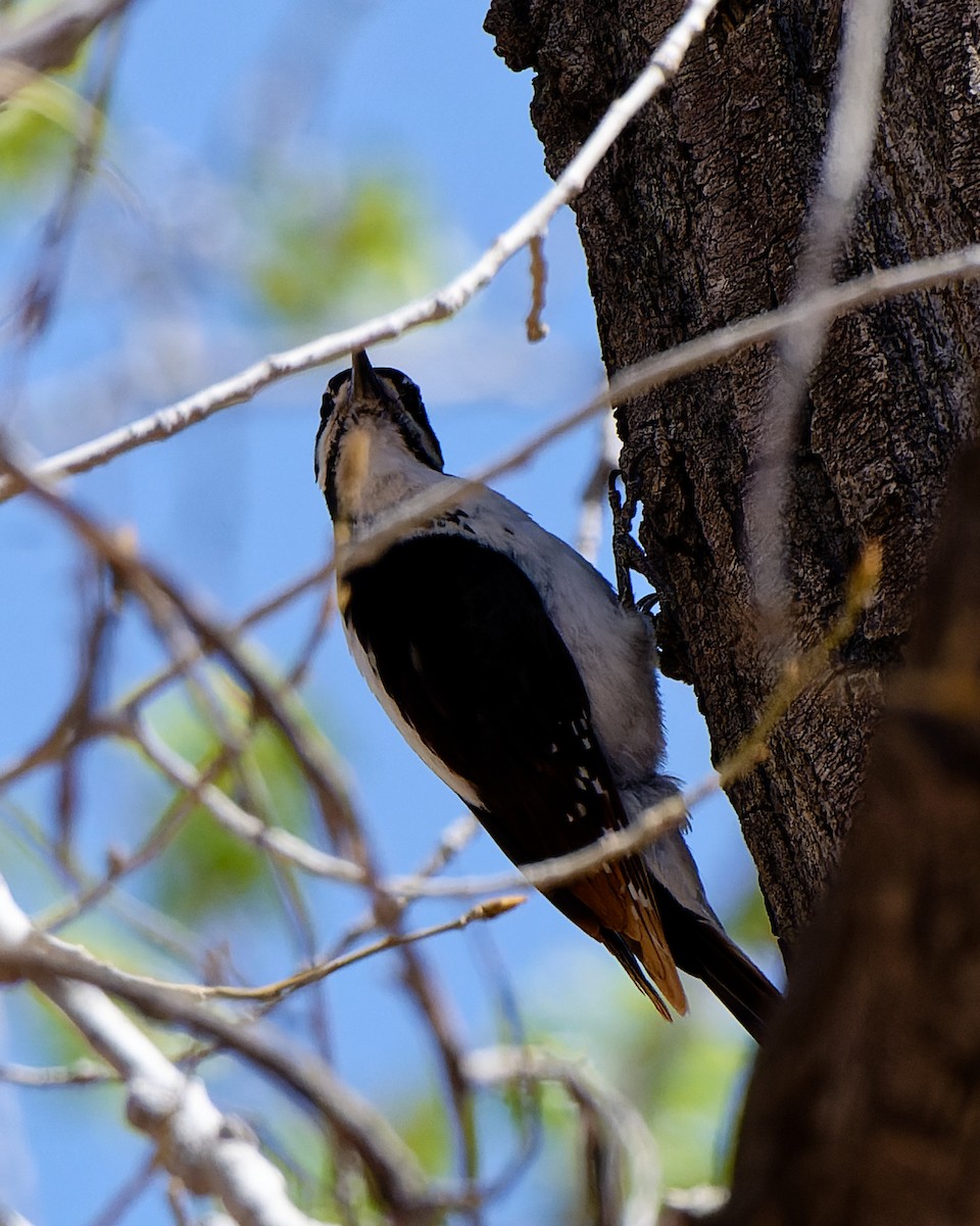 Hairy Woodpecker (Rocky Mts.) - ML633523650