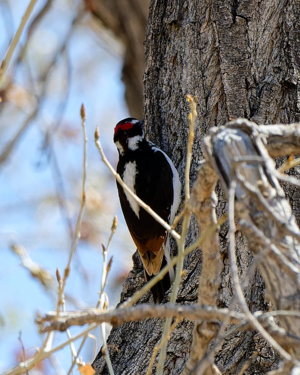 Hairy Woodpecker (Rocky Mts.) - ML633523652