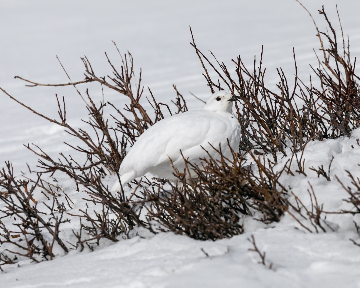 White-tailed Ptarmigan - Damon Haan