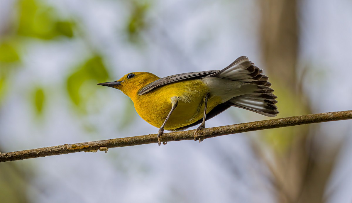Prothonotary Warbler - ML633523707
