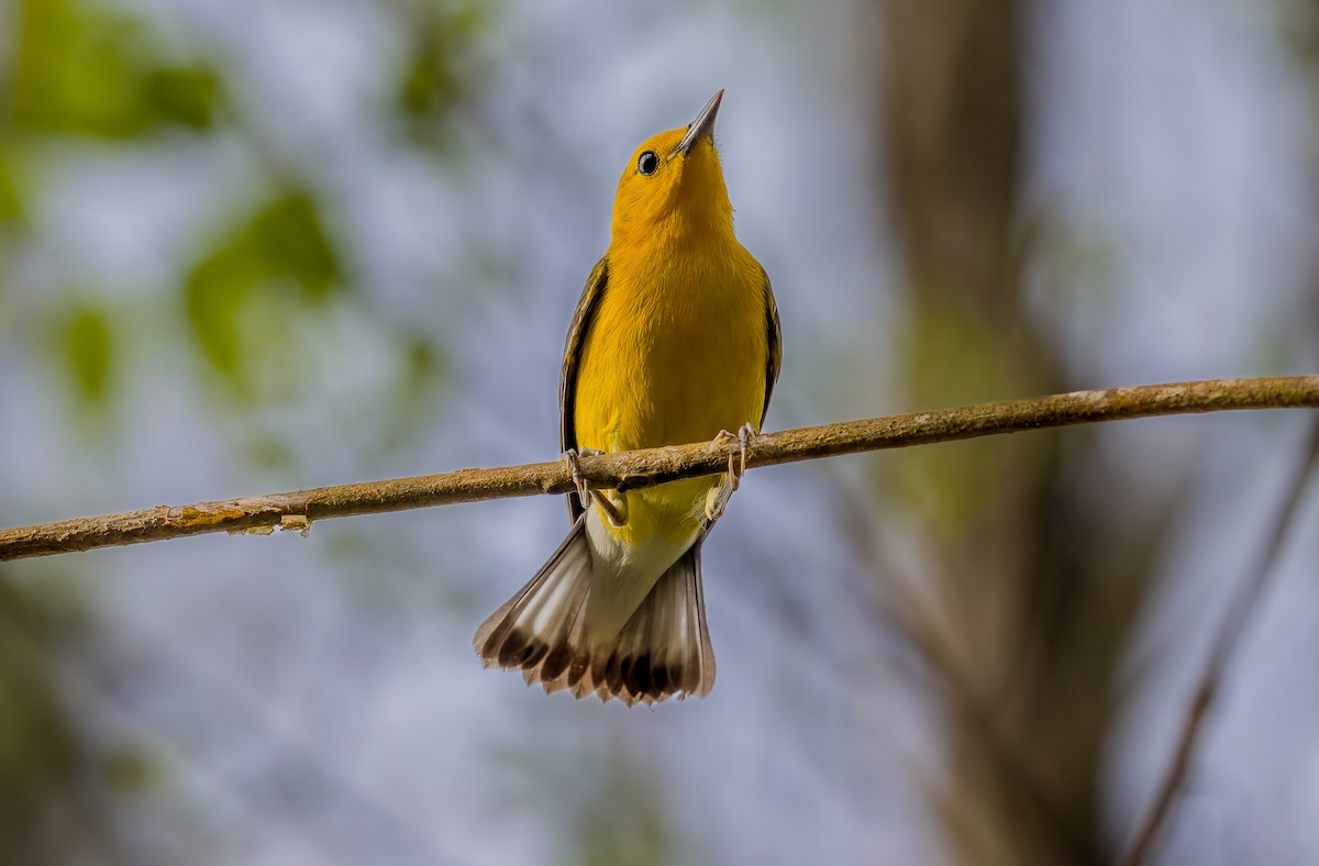 Prothonotary Warbler - ML633523708