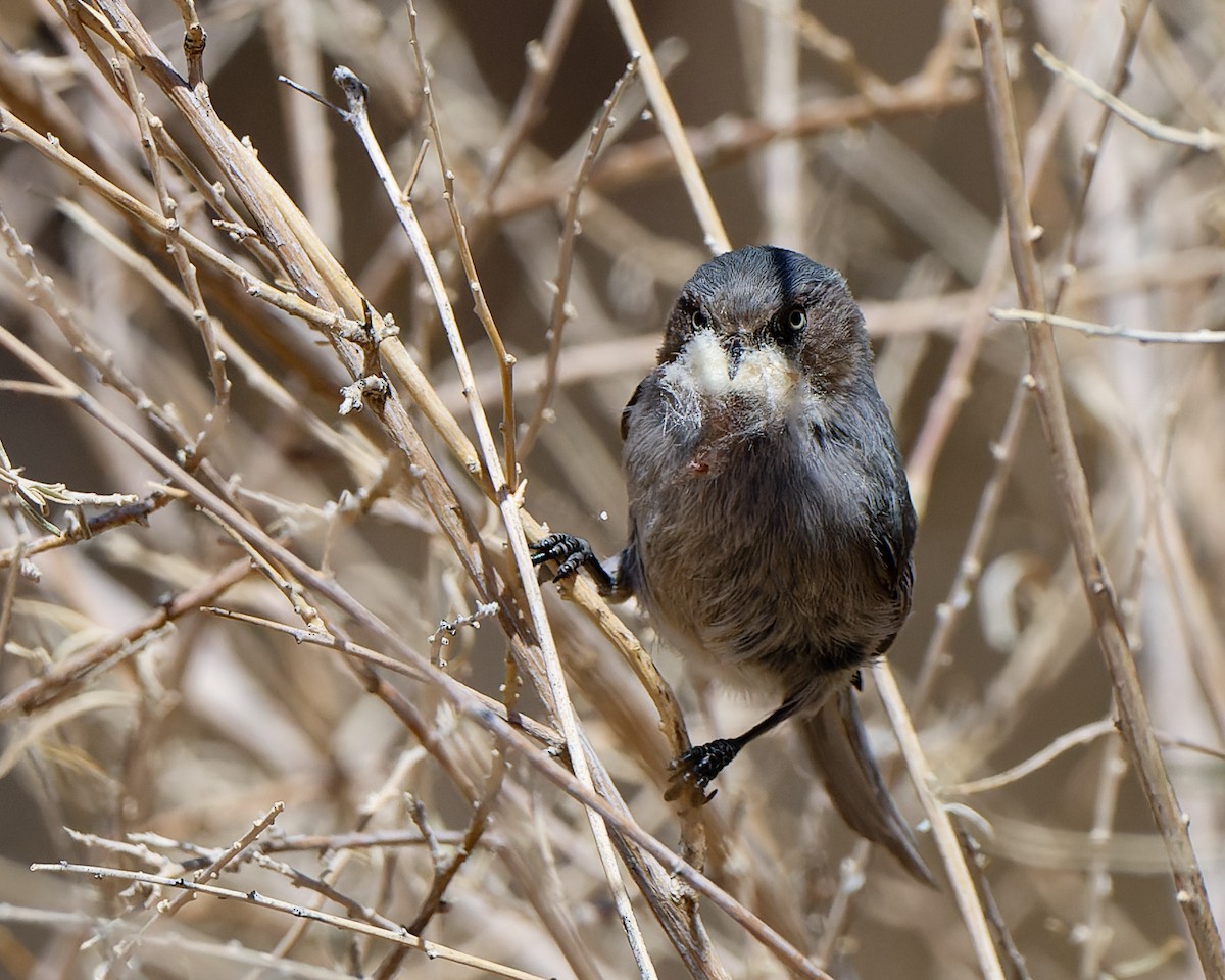 Bushtit (Interior) - ML633523735