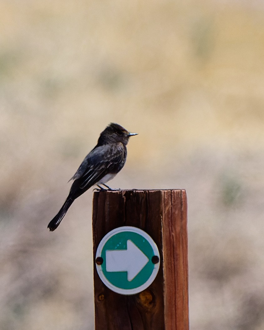 Black Phoebe - ML633523743