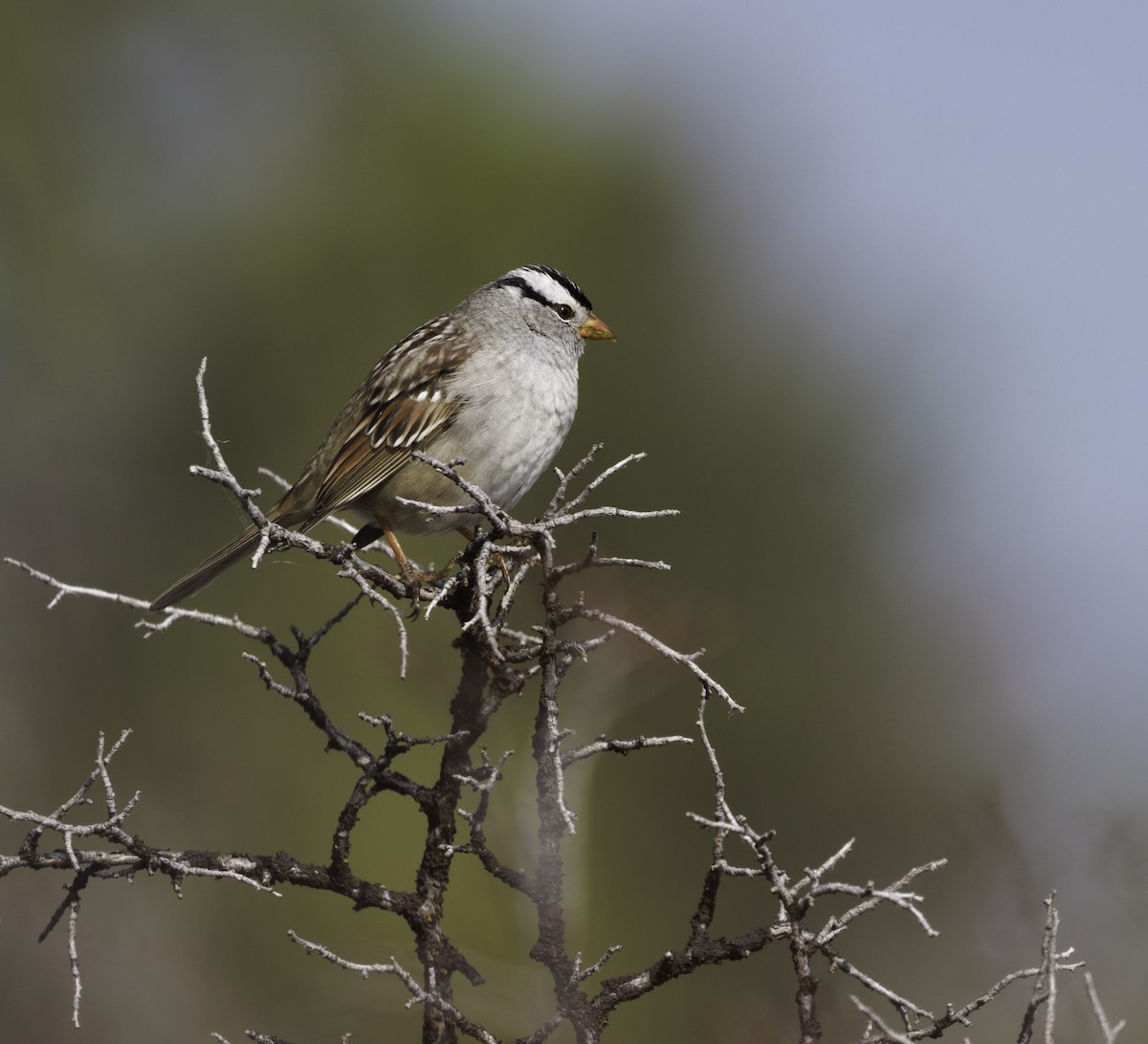 White-crowned Sparrow (Gambel's) - ML633523749