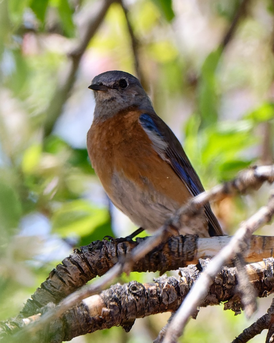 Western Bluebird - ML633523771