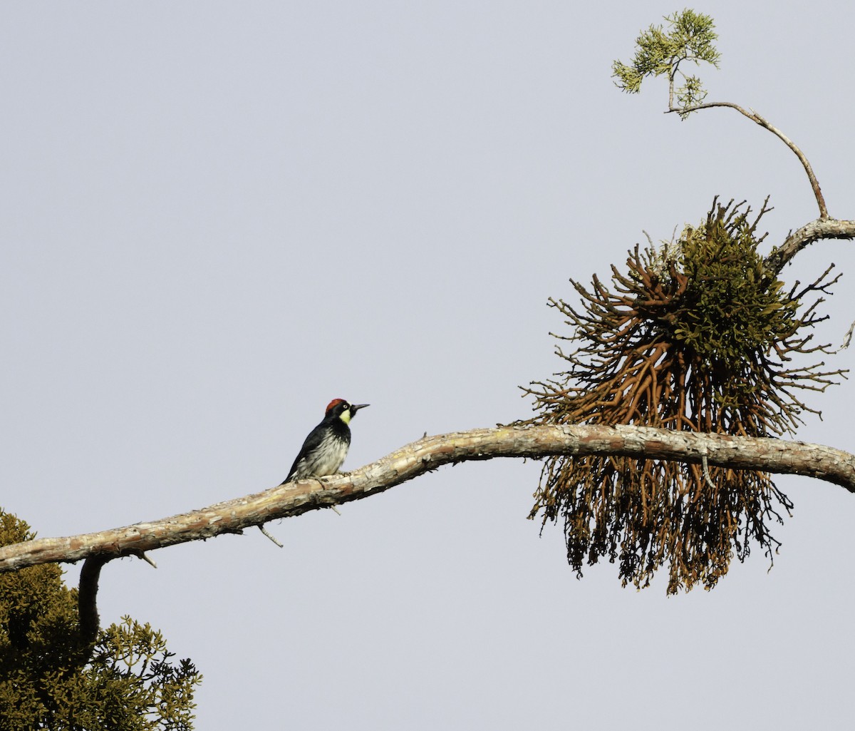 Acorn Woodpecker - ML633523775