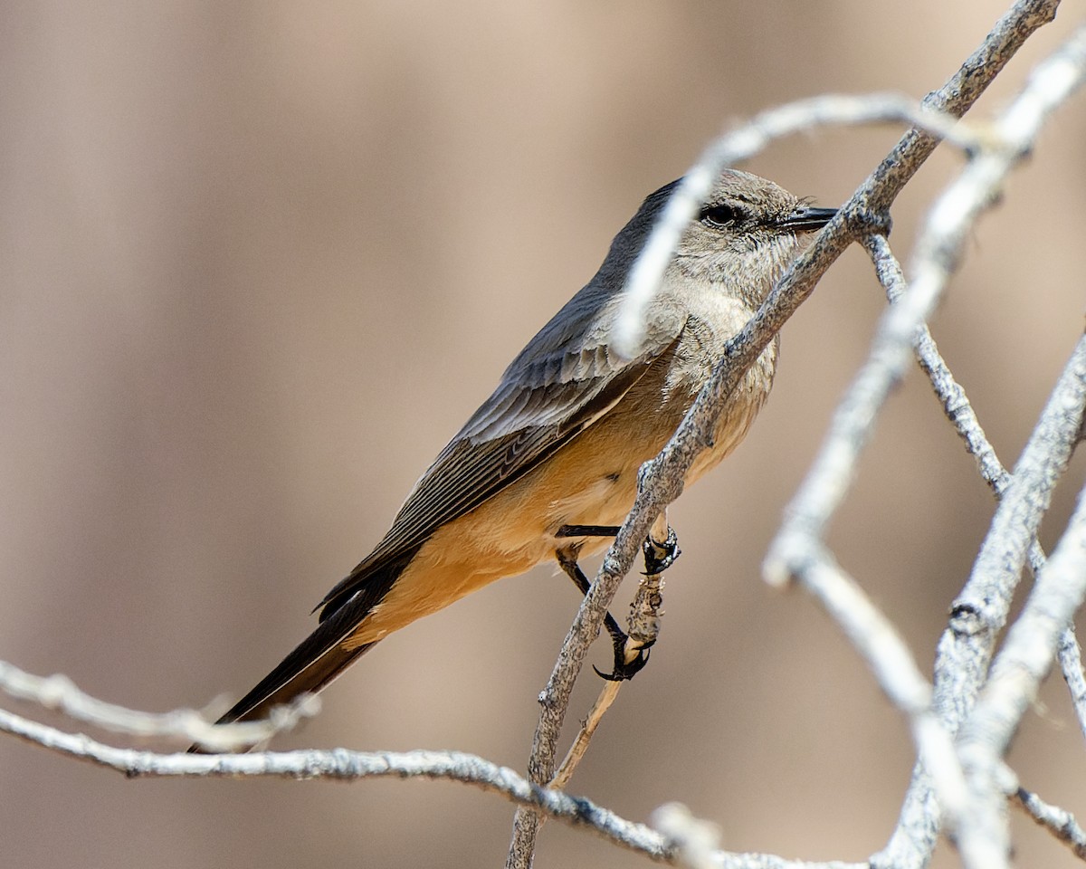 Say's Phoebe - ML633523801