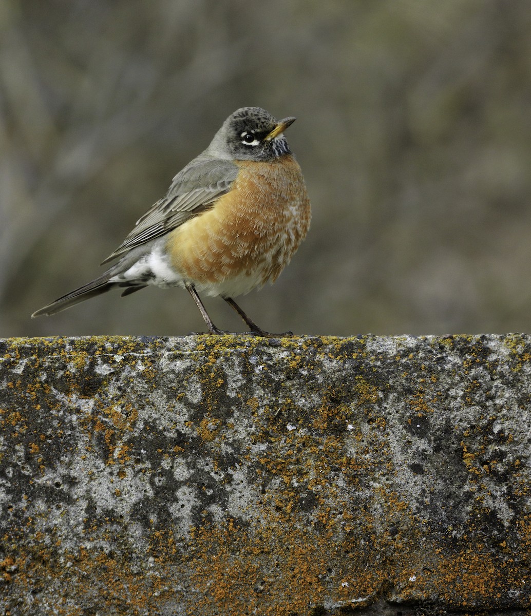 American Robin - ML633523803