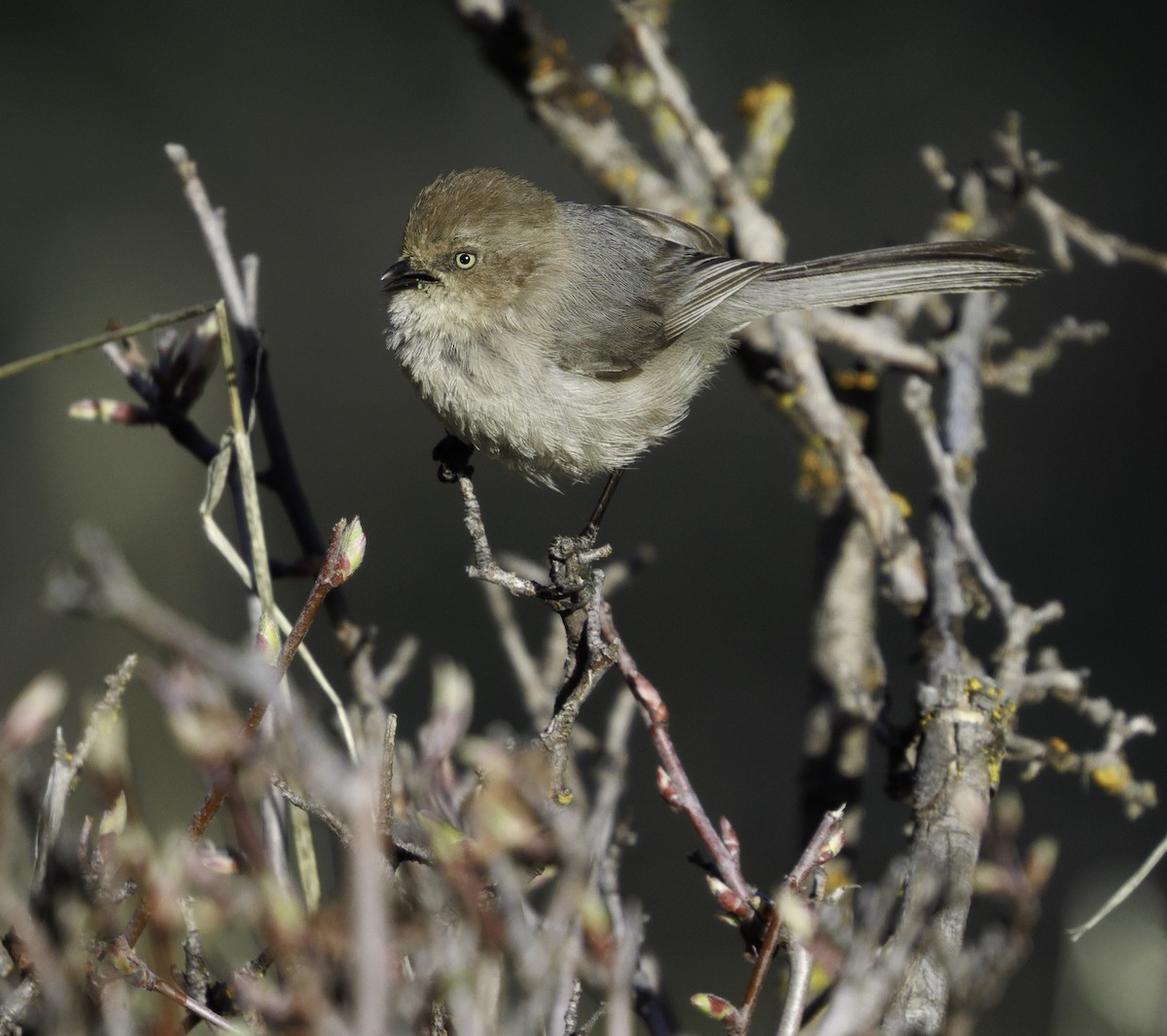 Bushtit - ML633523810