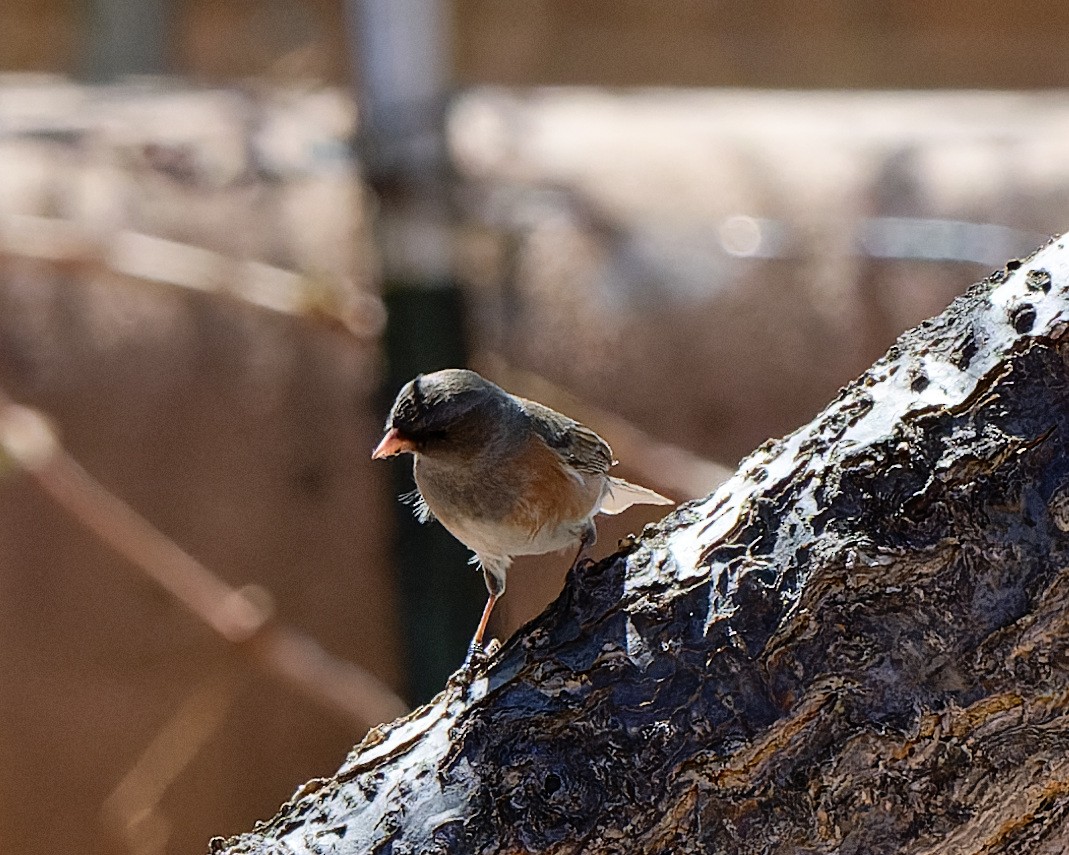 Dark-eyed Junco (Pink-sided) - ML633523811