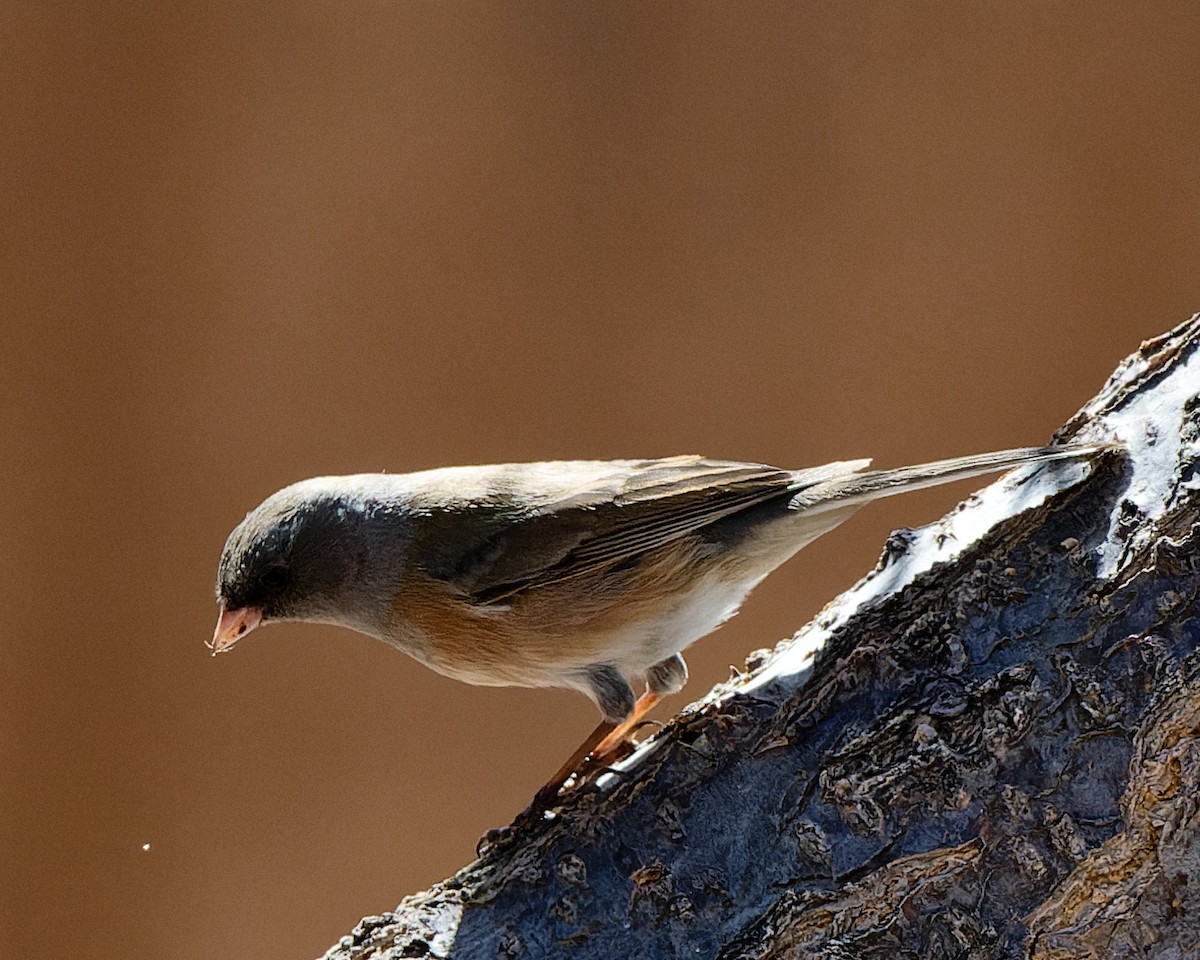 Dark-eyed Junco (Pink-sided) - ML633523812