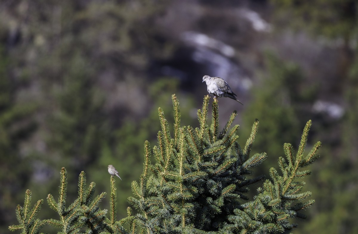 Eurasian Collared-Dove - ML633523816