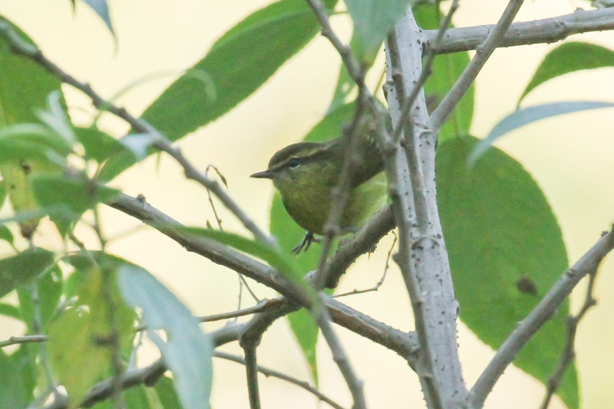 Negros Leaf Warbler - ML633523927