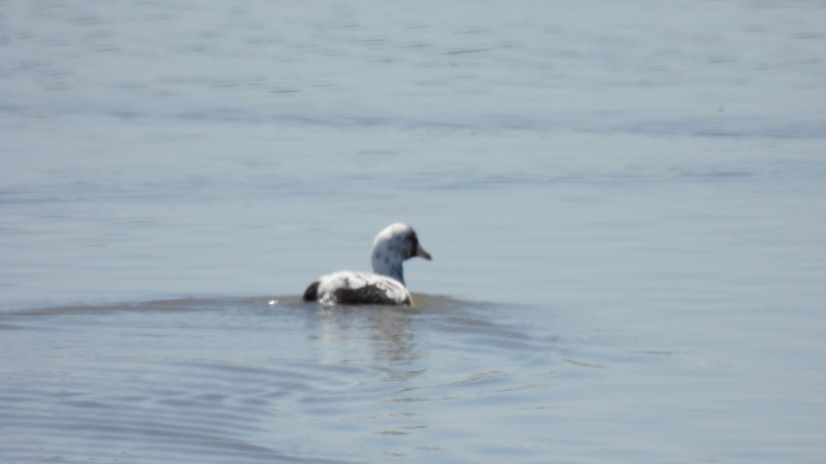 American Coot - ML633523941