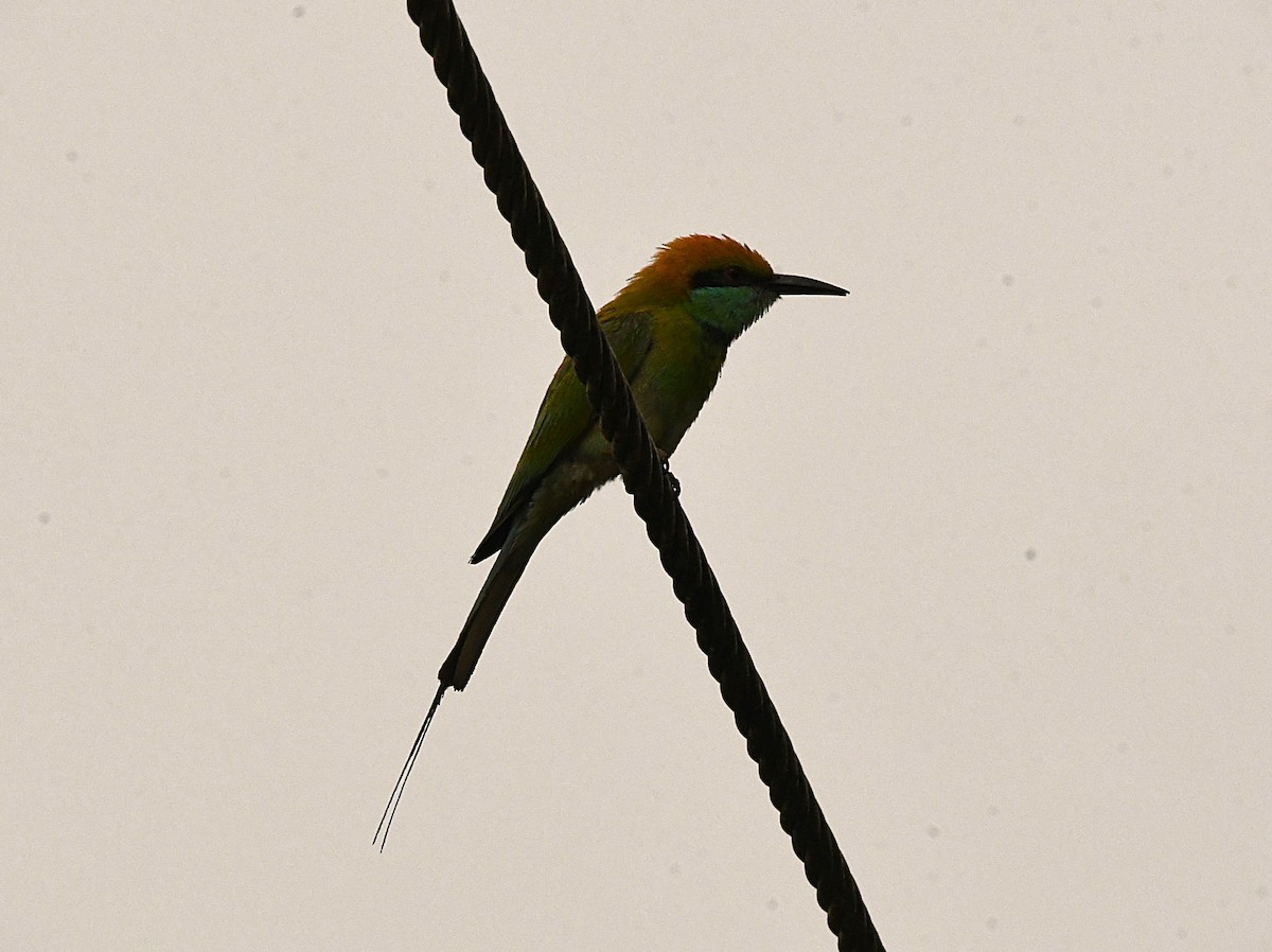 Asian Green Bee-eater - ML633524080