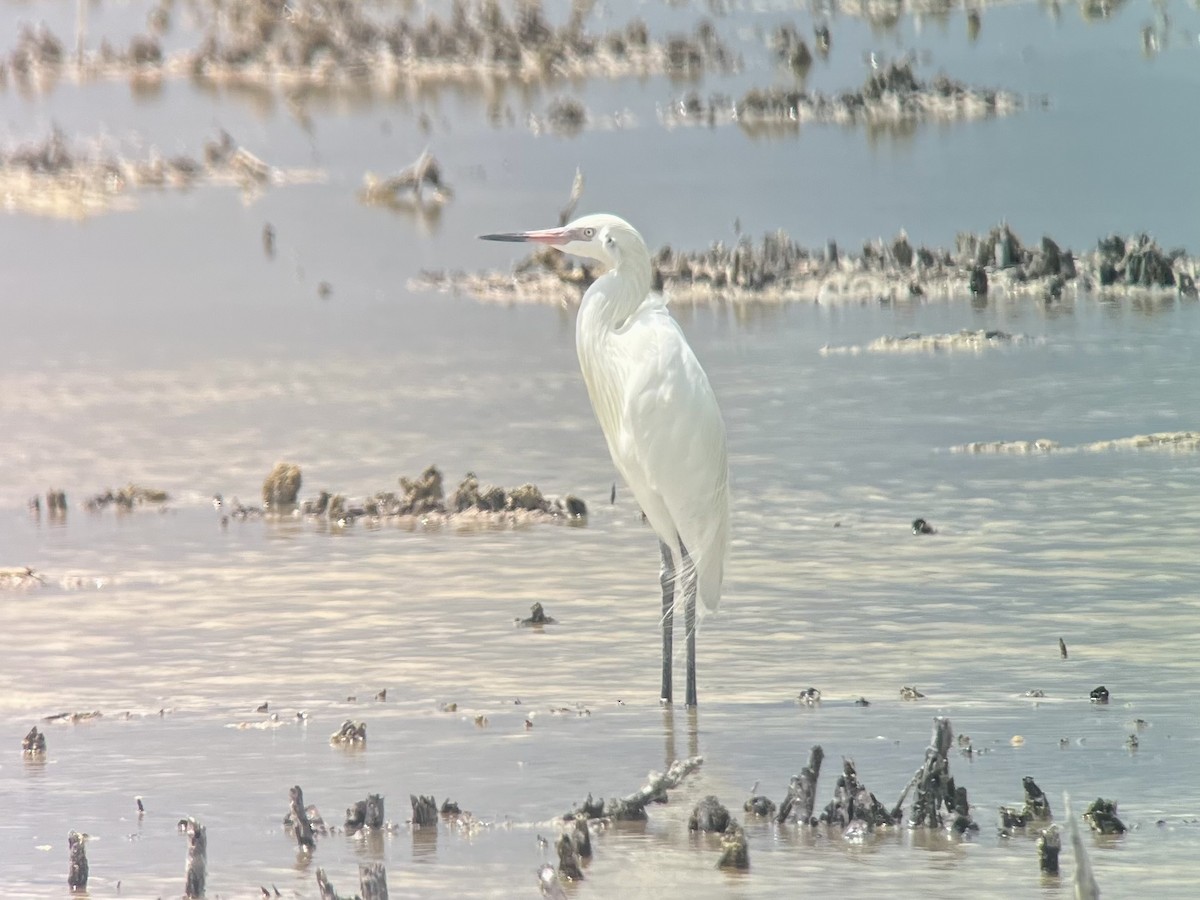 Reddish Egret - ML633524084