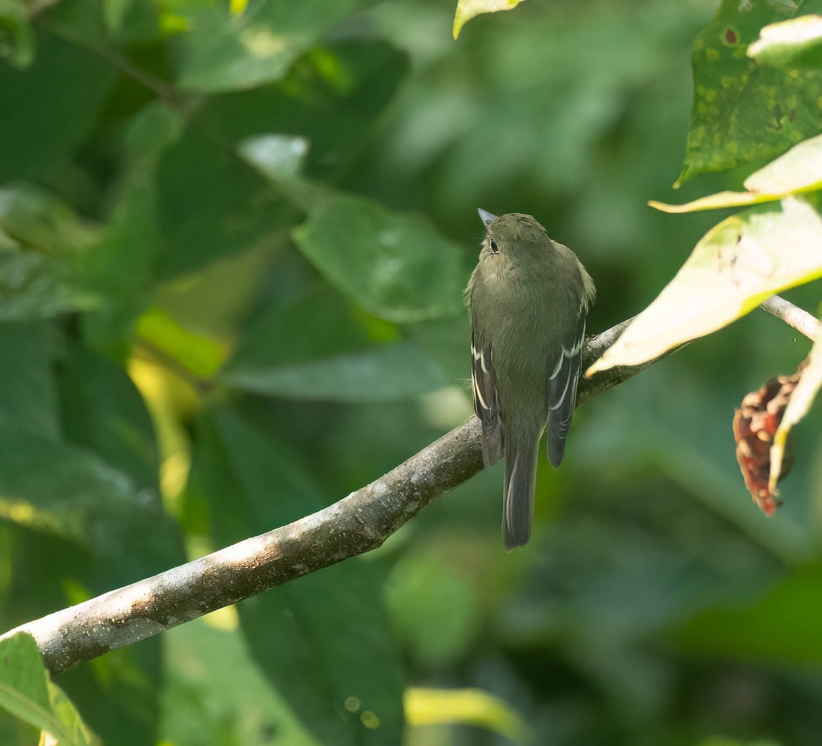 Yellow-bellied Flycatcher - Bob Foehring