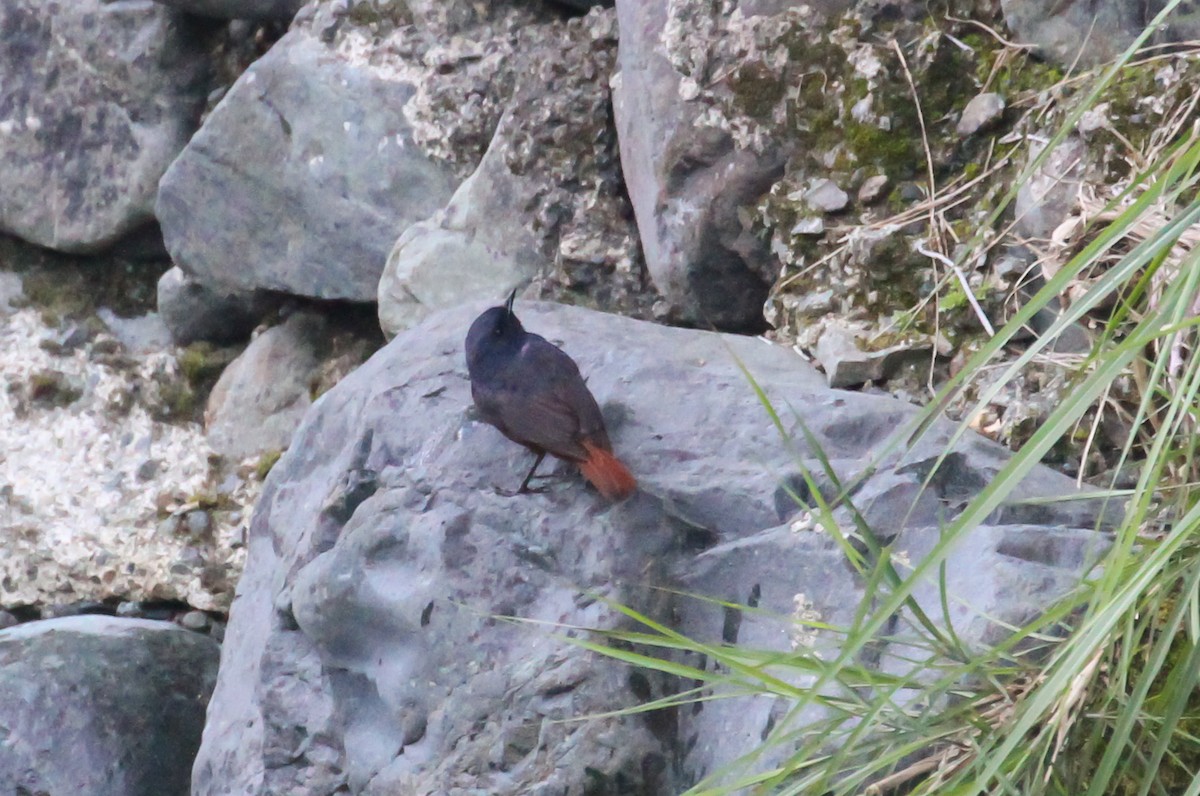 Luzon Redstart - ML633524237