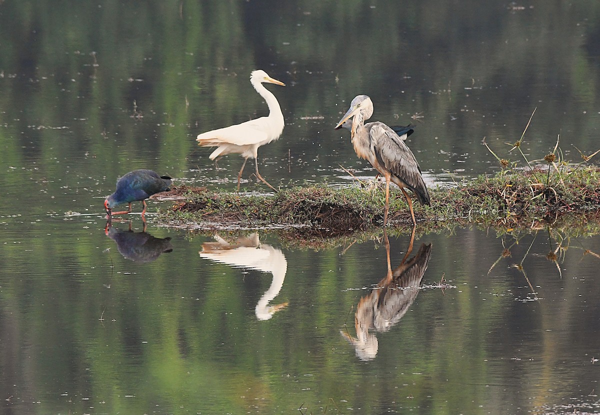 Gray Heron - ML633524267