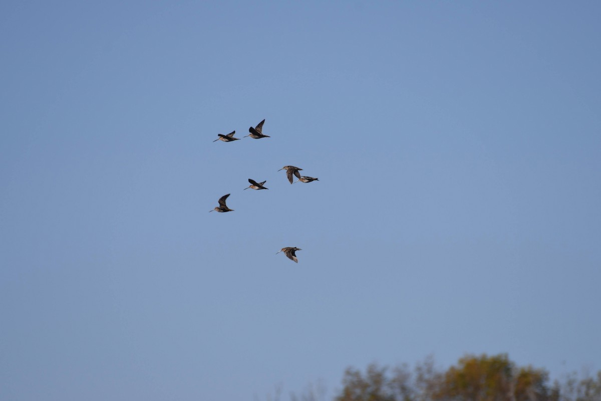 Wilson's Snipe - ML633524293