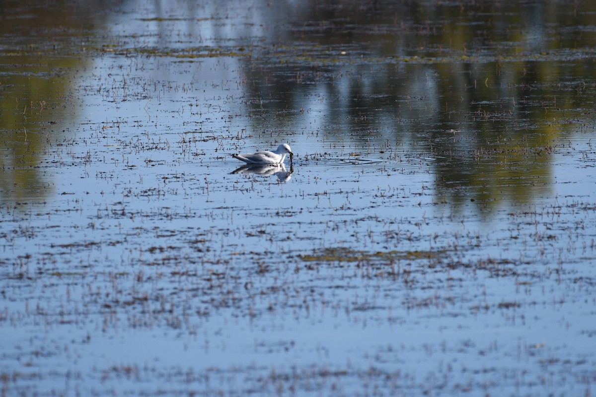 Ring-billed Gull - ML633524300