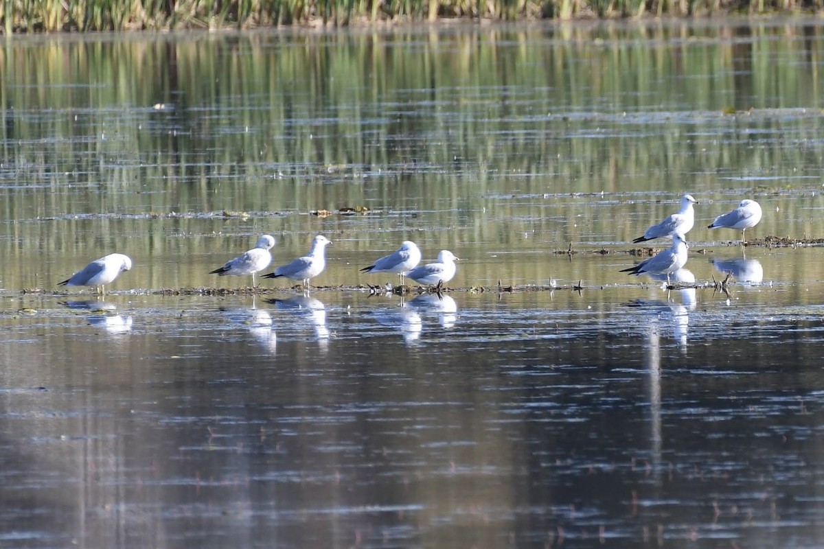 Ring-billed Gull - ML633524301