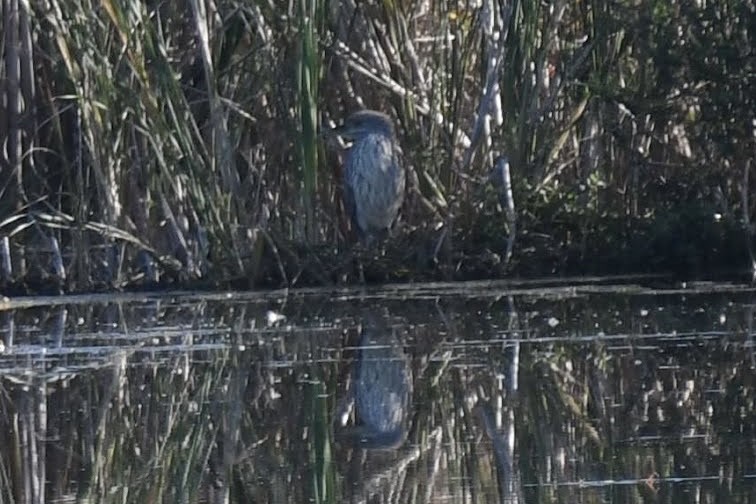 Black-crowned Night Heron - ML633524321