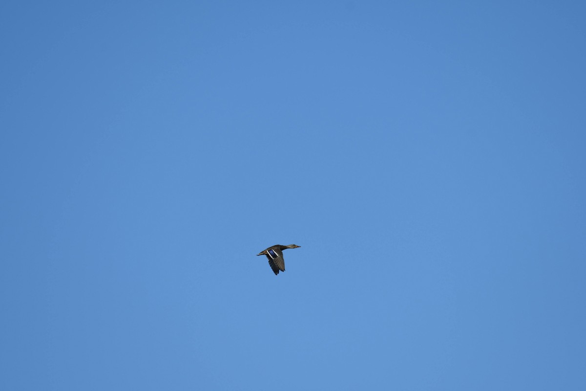 Mallard - ML633524371