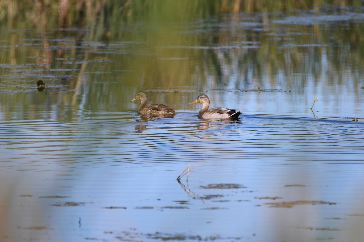 Mallard - ML633524388