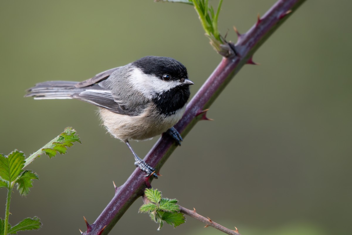 Black-capped Chickadee - ML633524407