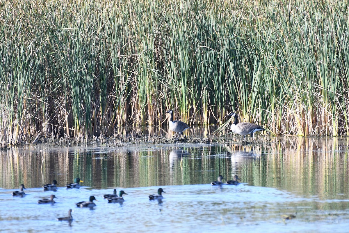 Canada Goose - ML633524410