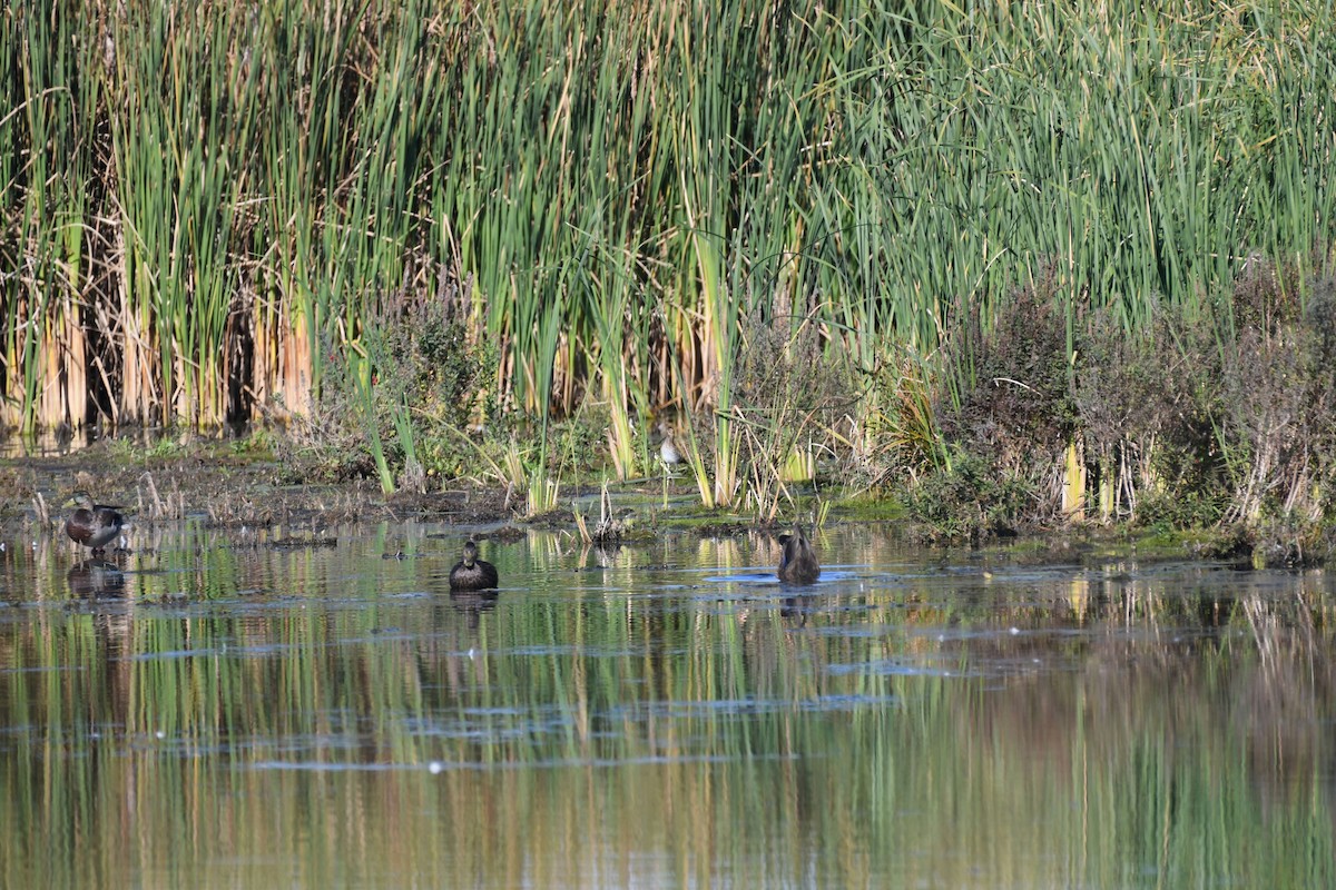 Wilson's Snipe - ML633524429