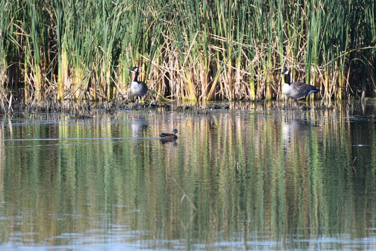 Canada Goose - ML633524434