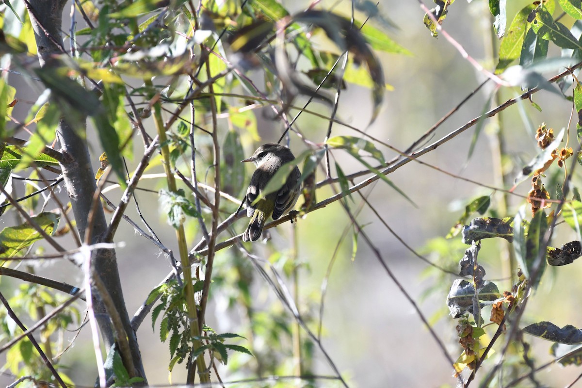 Palm Warbler - ML633524453