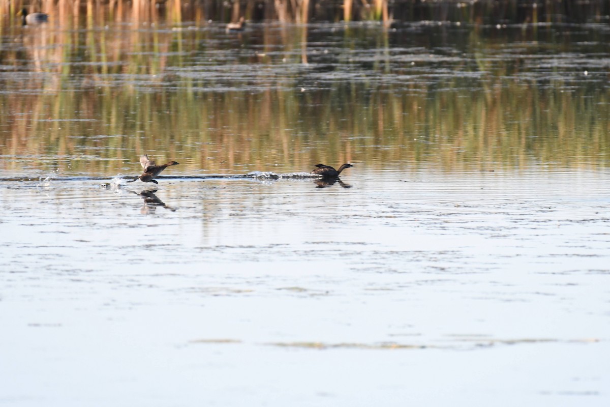 Pied-billed Grebe - ML633524468