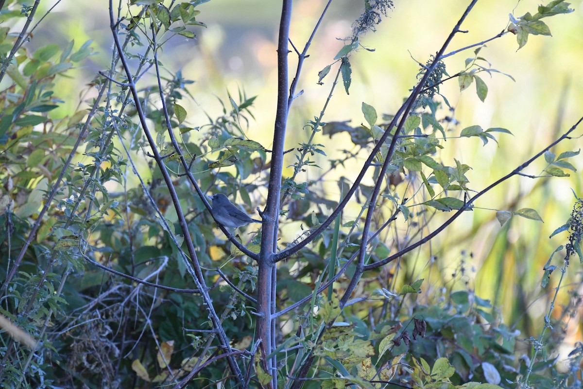 Dark-eyed Junco - ML633524479
