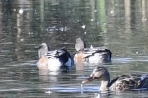 American Wigeon - ML633524495