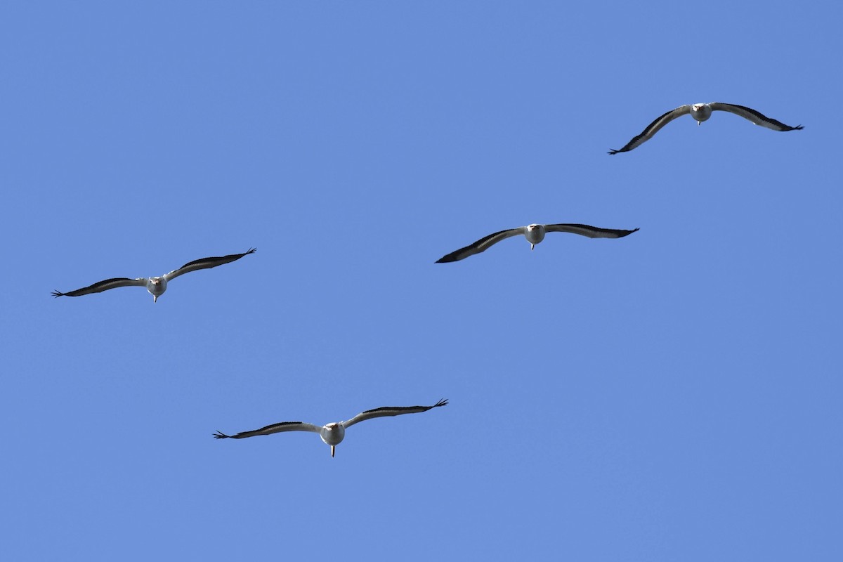 American White Pelican - ML633524513
