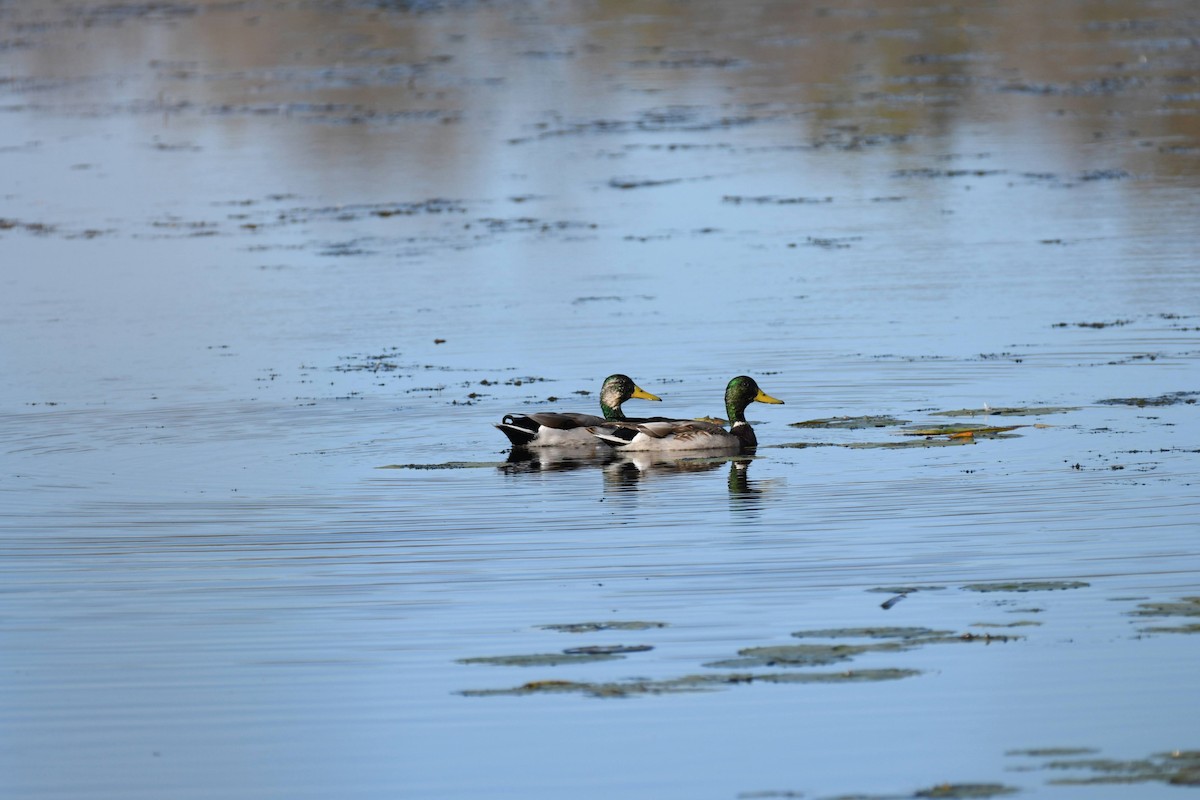 Mallard - ML633524527