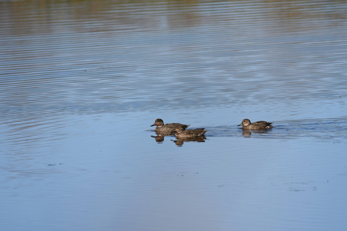 Green-winged Teal - ML633524534